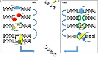 Combining Oncolytic Adenovirus with Radiation—A Paradigm for the Future of Radiosensitization